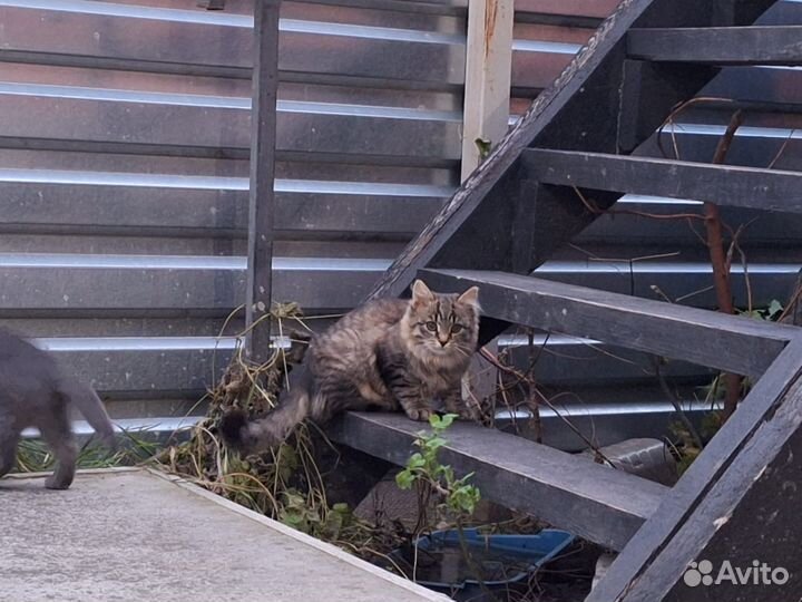 Котята бесплатно