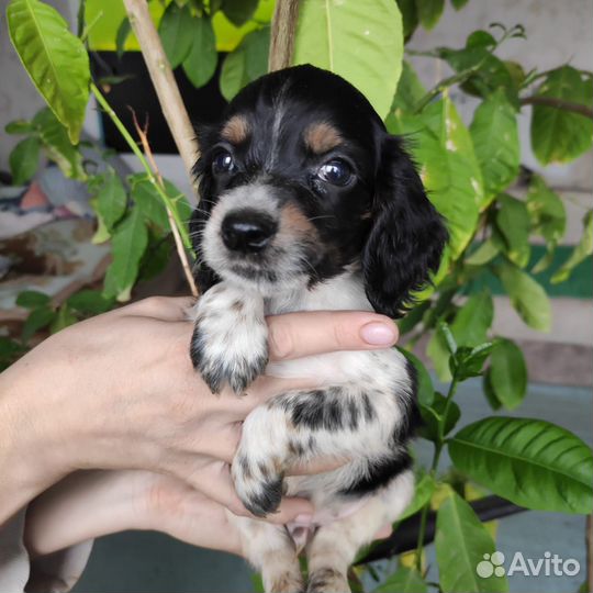 Щенки русского спаниеля