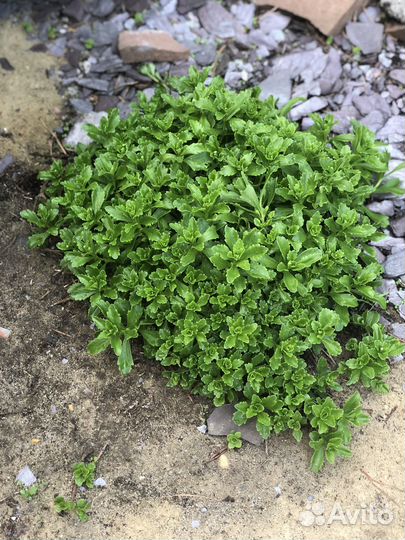 Садовые цветы многолетние