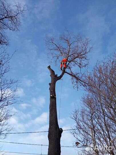 Спил деревьев Г. новопетровское