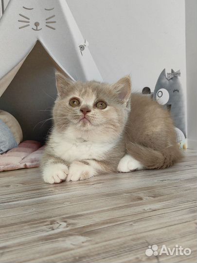Британский котята