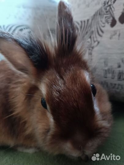 Декоративные кролики