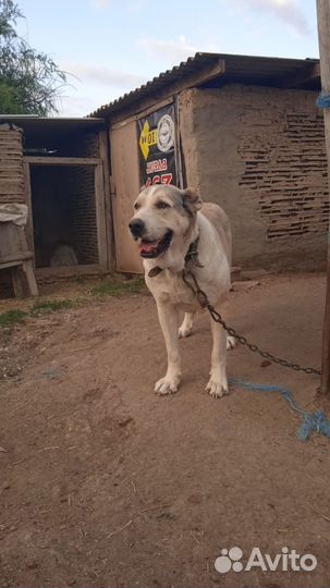 Щенок азиата