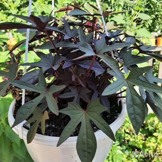 Ипомея батат