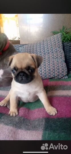 Мопсики бежевого окраса