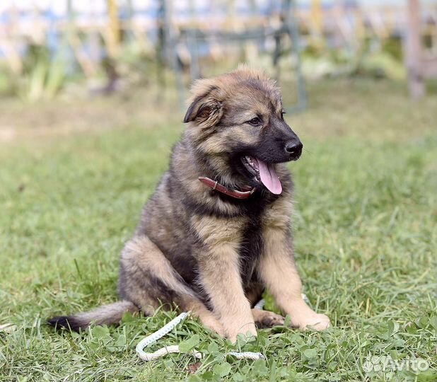 Щенок в дар