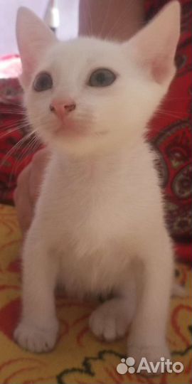 Котенок девочка