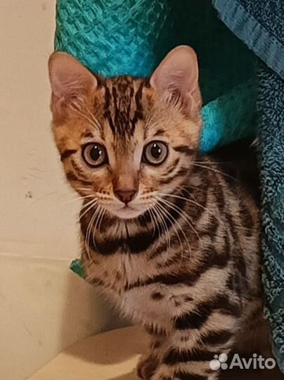 Бенгальский котенок девочка