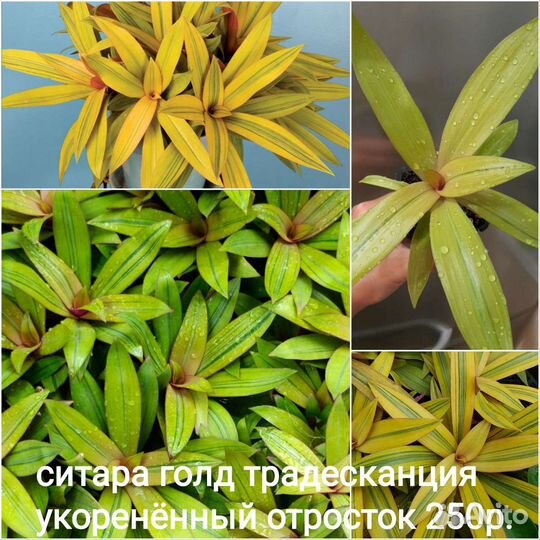 Пеларгония герань