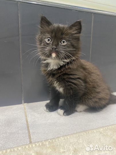 Котенок мальчик 1,5 месяца