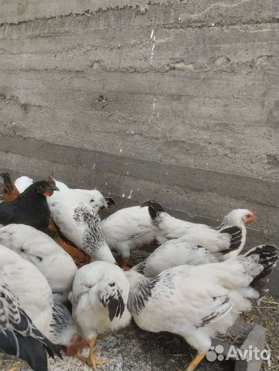 Курица домашняя. Молодые