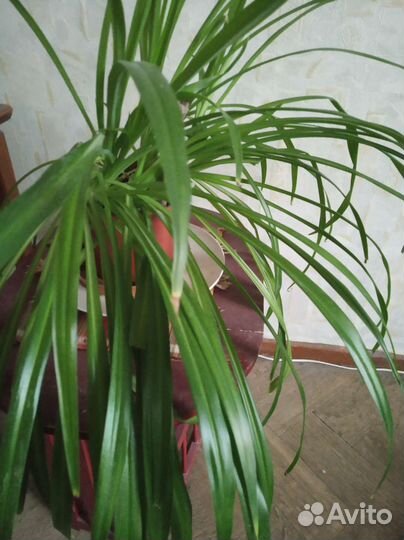 Комнатные растения. Каланхоэ Дегремона