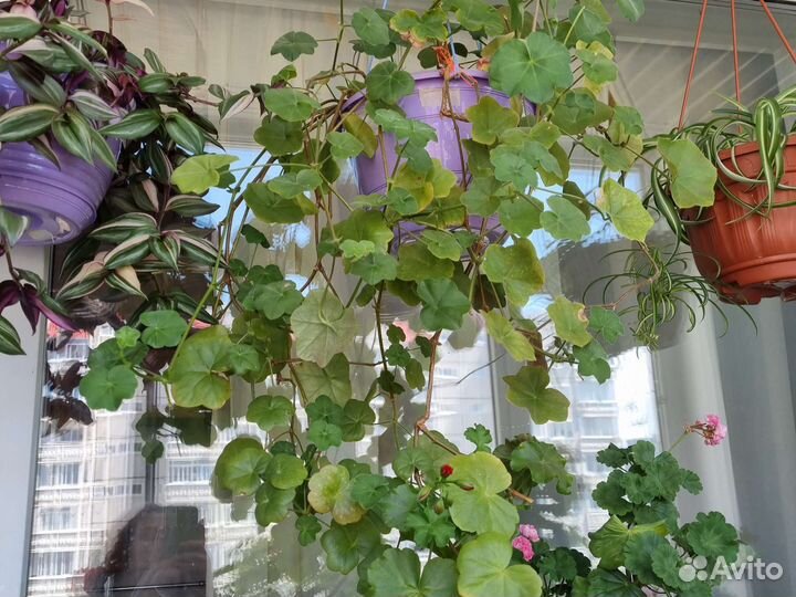 Пеларгония плющелистная герань сортовая