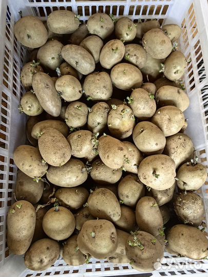 Продам семенной картофель