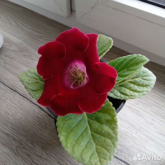 Глоксиния цветущая