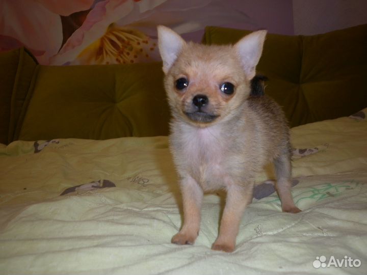 Щенки метисы