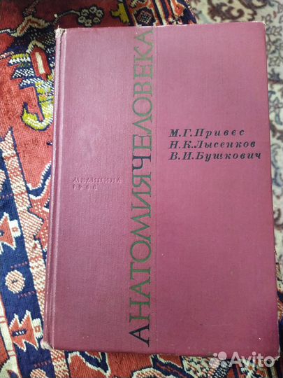 Анатомия человека