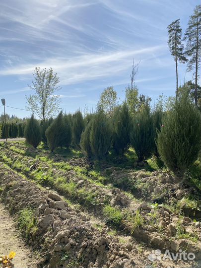 Можжевельник Блю Эроу из питомника 2,6 м