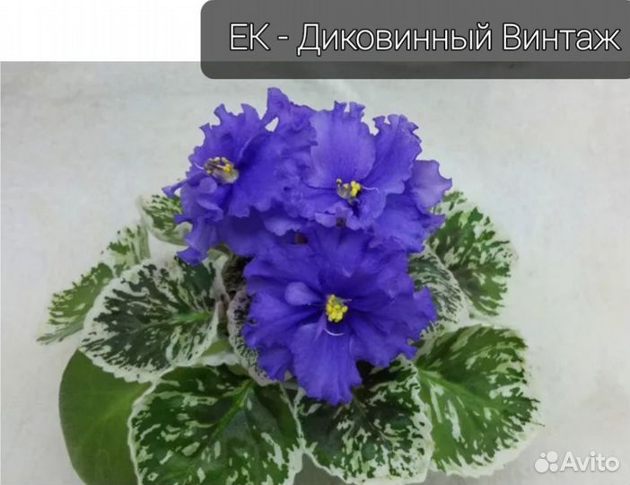 Фиалка