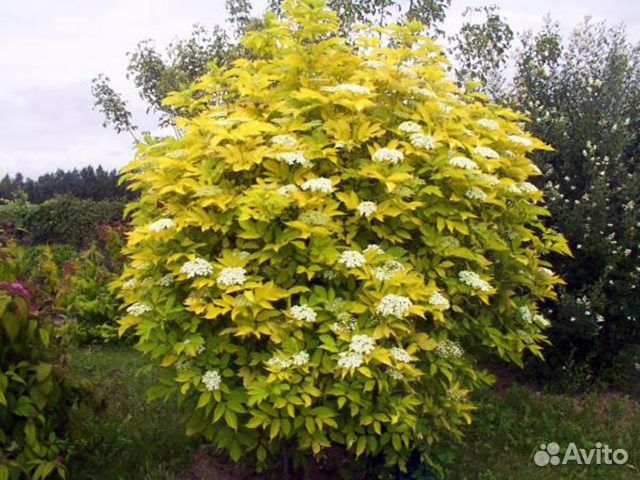 Айва японск.,бузина,дерен,карагана и др