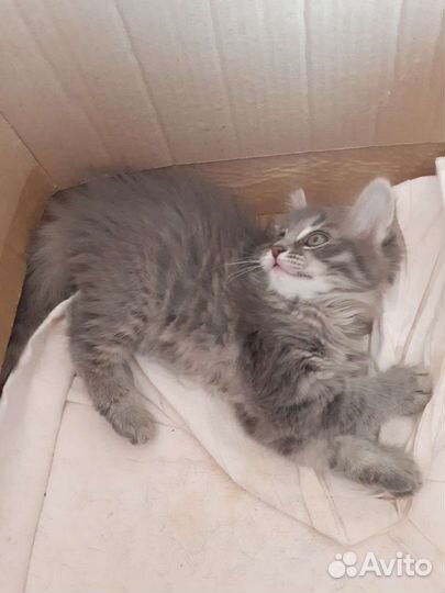 Кошечка в хорошие руки. 2.5 мес