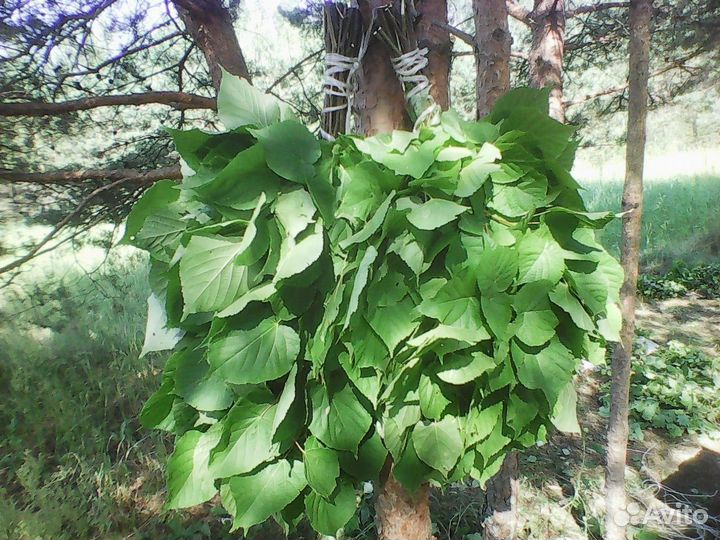 Веники для бани