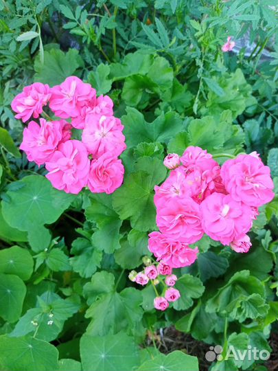 Пеларгония герань