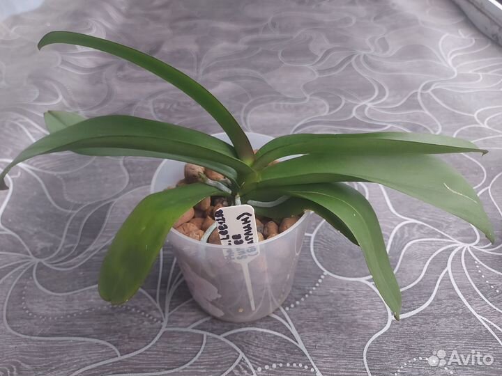 Орхидея phal lee1258