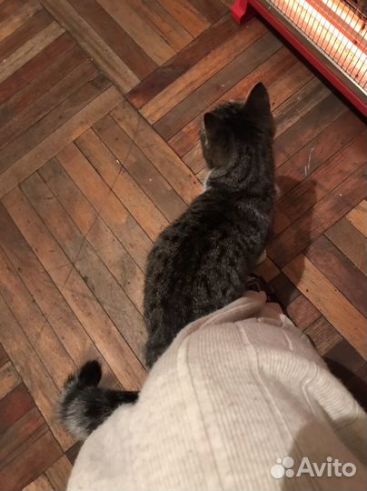 Девочка в добрые руки