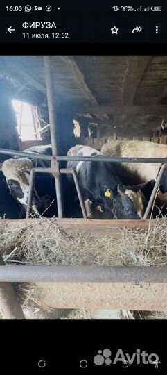 Продам быки на откорм или на мясо