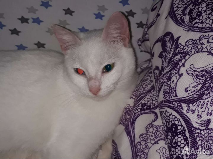 Потерялся котёнок