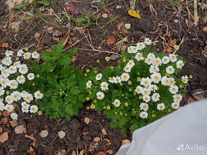 Хризантемы и другие цветы