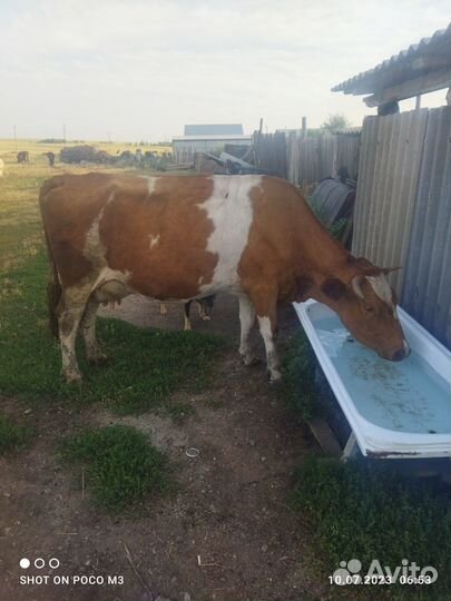 Продам корову