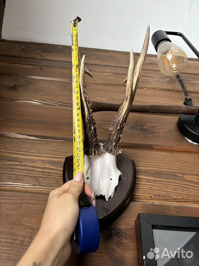 Рога косули на медальоне 2 шт