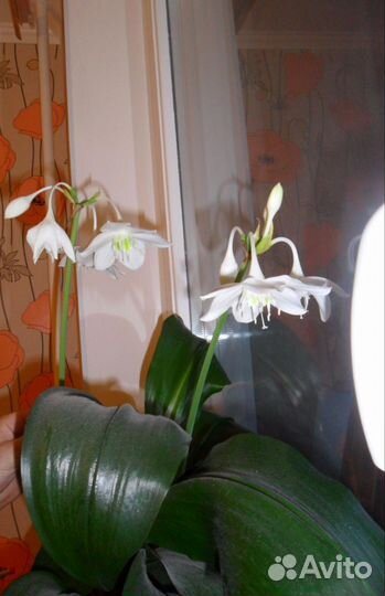 Комнатные цветы, каучуконосный, эухарис