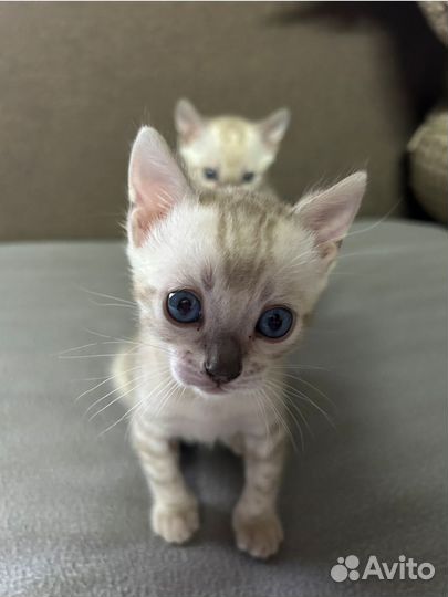 Бенгальские котята