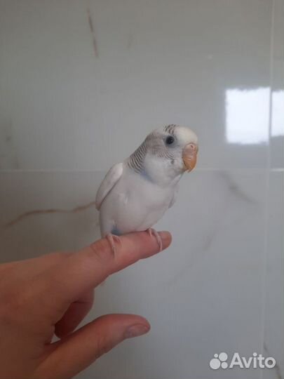 Волнистый попугай с клеткой ручной