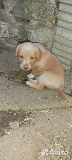 Друзья собачьи