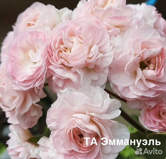 Пеларгонии сортовые