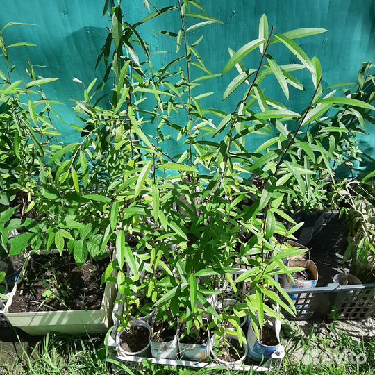 Продаю саженцы ивы плакучей