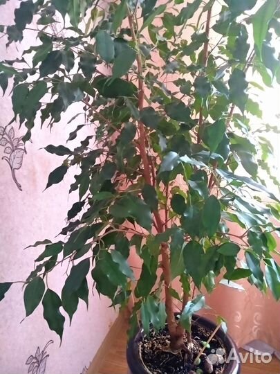 Продам фикус Бенджамина