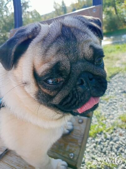 Мопс вязка мальчик