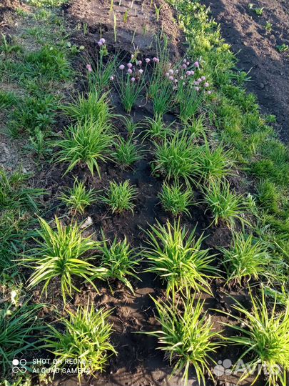 Лилейник до 30см.Шикарные,кучки