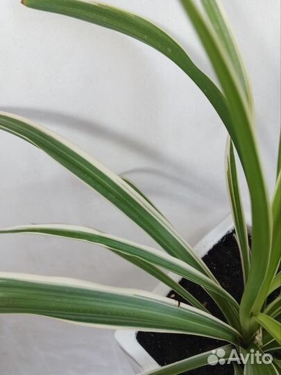 Хлорофитум