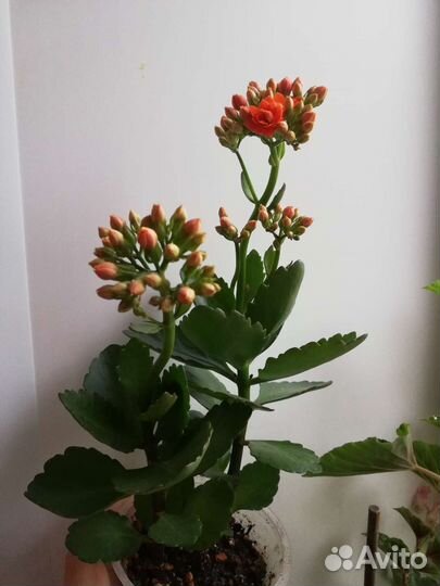 Каланхоэ цветущий 5 видов