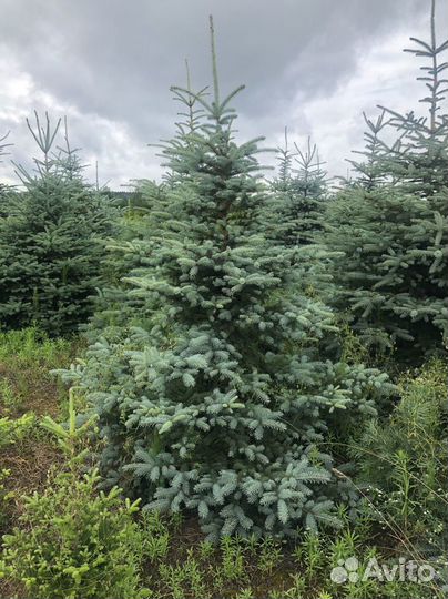 Ель голубая с доставкой