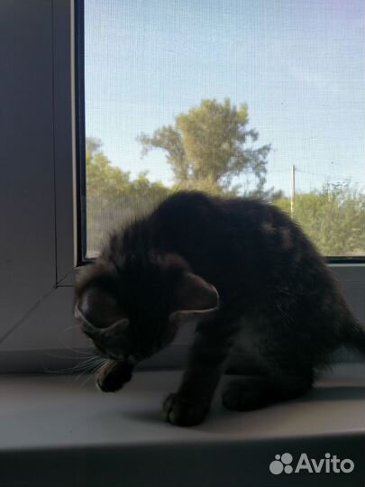 Кошки