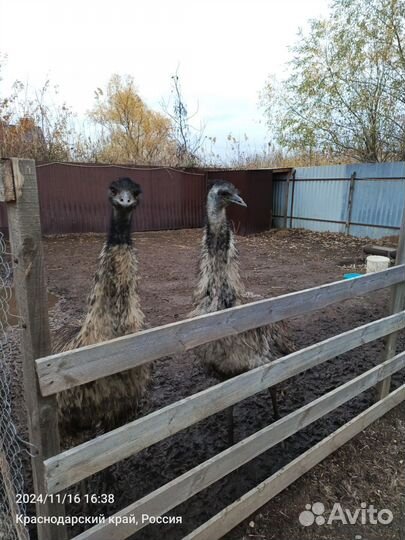 Страусы эму