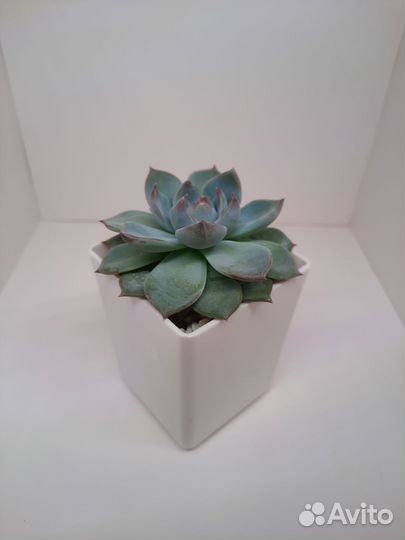 Суккуленты