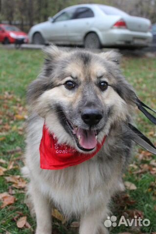 Приютский пёс хочет обрести семью